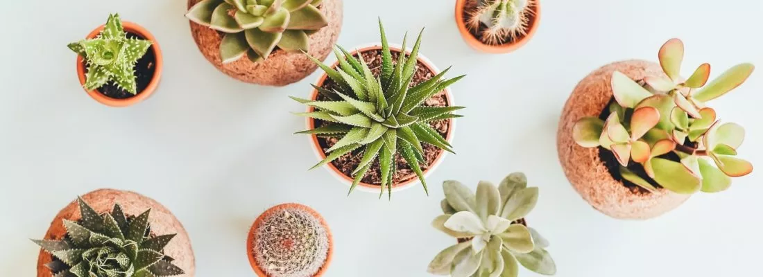 Znakowanie roślin w branży ogrodniczej – jaką drukarkę wybrać?